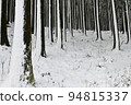 snowy winter grove 94815337