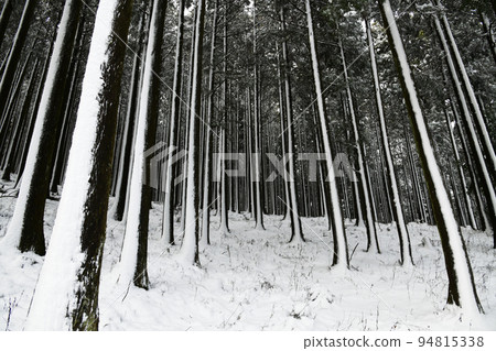 白雪皚皚的冬林 94815338