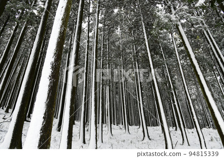 白雪皚皚的冬林 94815339