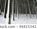snowy winter grove 94815342