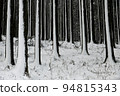 snowy winter grove 94815343