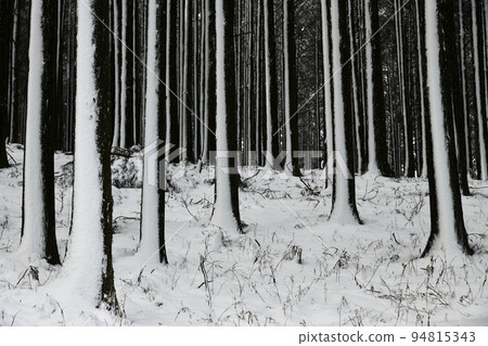 snowy winter grove snowy winter grove 94815343