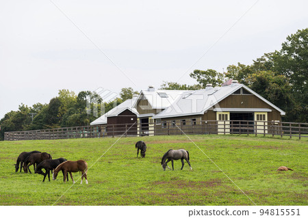 Autumn racehorse (thoroughbred) breeding ranch, weaned yearling, Hokkaido 94815551