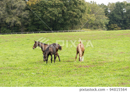 Autumn racehorse (thoroughbred) breeding ranch, weaned yearling, Hokkaido 94815564