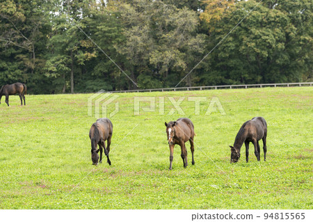 Autumn racehorse (thoroughbred) breeding ranch, weaned yearling, Hokkaido 94815565