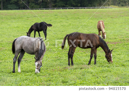 Autumn racehorse (thoroughbred) breeding ranch, weaned yearling, Hokkaido Autumn racehorse (thoroughbred) breeding ranch, weaned yearling, Hokkaido 94815570