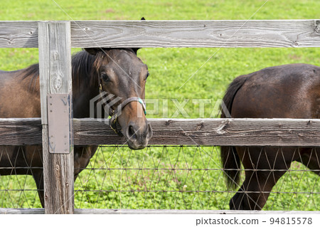 Autumn racehorse (thoroughbred) breeding ranch, weaned yearling, Hokkaido Autumn racehorse (thoroughbred) breeding ranch, weaned yearling, Hokkaido 94815578
