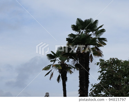 Landscape with silhouetted palm trees Landscape with silhouetted palm trees 94815797