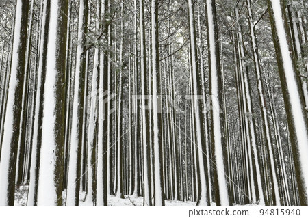 Snowy grove, Izu Amagi mountain, snowy scenery 94815940