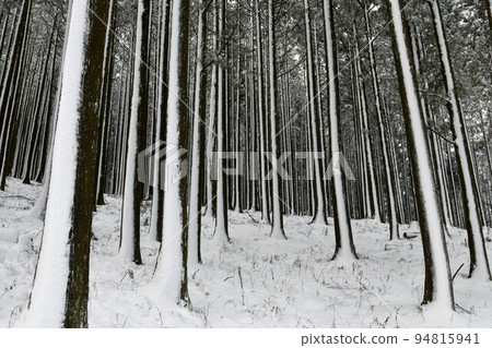 雪林，伊豆天城山，雪景 94815941