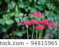 Higanki flower and butterfly 94815965