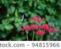 Cluster amaryllis 94815966