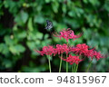 Higanki flower and butterfly 94815967