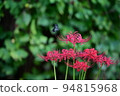 Cluster amaryllis 94815968