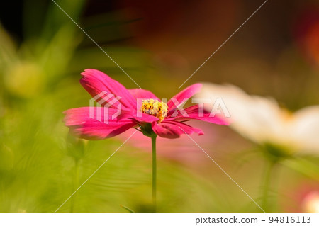 Cosmos flowers in full bloom and bees Cosmos flowers in full bloom and bees 94816113