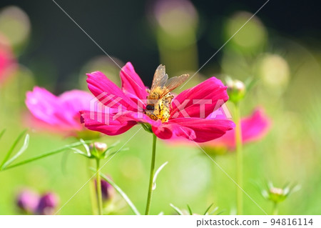 Cosmos flowers in full bloom and bees Cosmos flowers in full bloom and bees 94816114