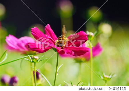 Cosmos flowers in full bloom and bees Cosmos flowers in full bloom and bees 94816115