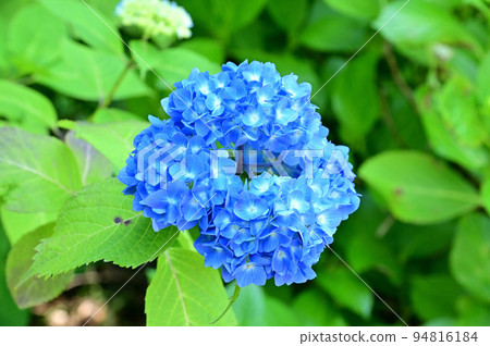 在Jogetsuji的八仙花屬花花 94816184