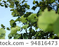 Green foliage and blue sky, forest view, wild rural background with leaves, nature 94816473