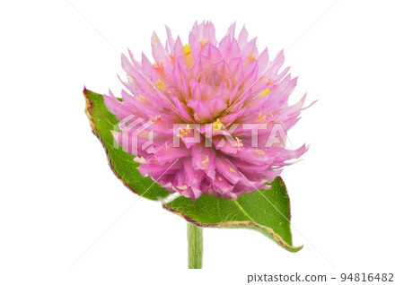 [Crown red] (depth composition) 94816482