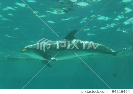 Aquarium dolphin 94816494