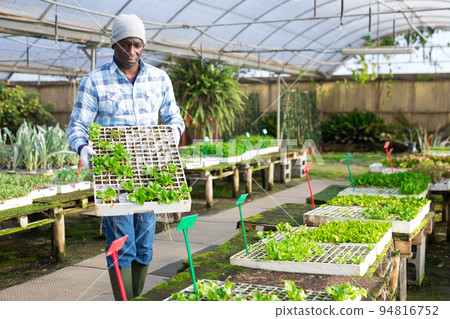 Farmer holding trays for seedling with lettuce Farmer holding trays for seedling with lettuce 94816752