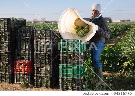 Man harvesting ripe artichoke buds in basket Man harvesting ripe artichoke buds in basket 94816770