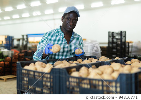 Hired food warehouse worker checks quality of the harvested potato crop 94816771