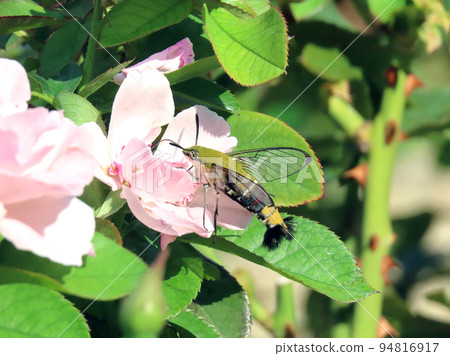 A hawk moth that sucks flower nectar A hawk moth that sucks flower nectar 94816917
