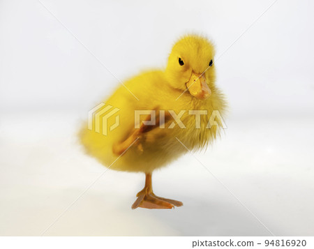 A single duckling standing in front of a white background. With property release. 94816920