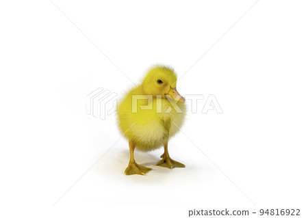 A frontal view of a single duckling standing in front of a white background. With property release. 94816922