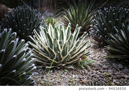 agave victoria planting in succulent garden agave victoria planting in succulent garden 94816938