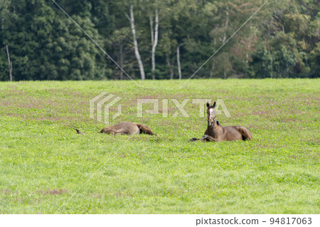 Autumn racehorse (thoroughbred) breeding ranch, weaned yearling, Hokkaido 94817063