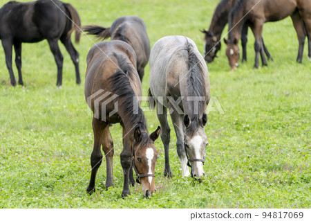 Autumn racehorse (thoroughbred) breeding ranch, weaned yearling, Hokkaido Autumn racehorse (thoroughbred) breeding ranch, weaned yearling, Hokkaido 94817069