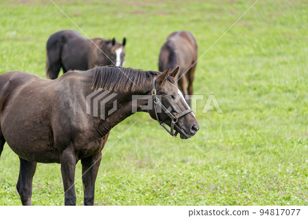 Autumn racehorse (thoroughbred) breeding ranch, weaned yearling, Hokkaido Autumn racehorse (thoroughbred) breeding ranch, weaned yearling, Hokkaido 94817077