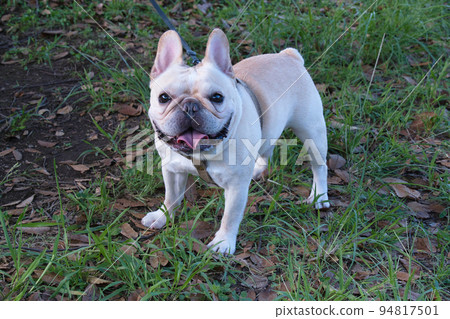 法國鬥牛犬 法國鬥牛犬 94817501