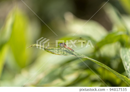 Red dragonfly resting wings 94817535