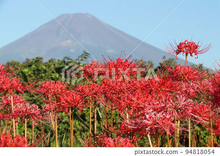 Higanki flowers and Mt. Fuji 94818054