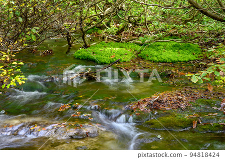 Shishigahana Wetland Moss Colony Akita Prefecture Shishigahana Wetland Moss Colony Akita Prefecture 94818424