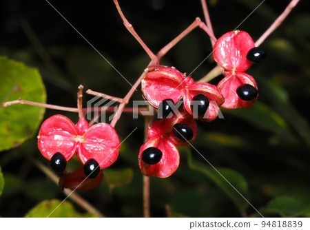 Gonzu's fruit Gonzu's fruit 94818839