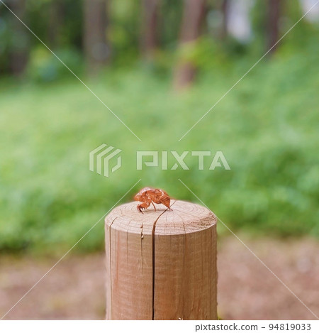 A photograph of a cicada's cast-off shell (memories of summer) 94819033