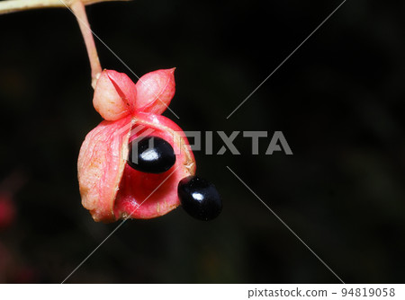 Gonzu's fruit Gonzu's fruit 94819058