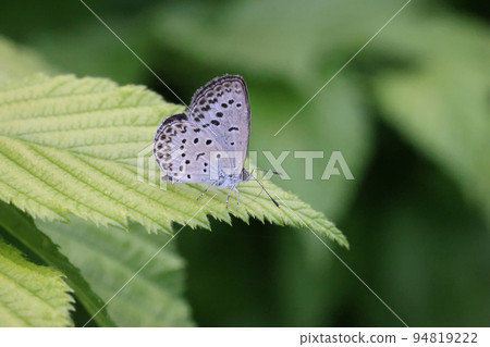 Cute wing-patterned corbicula 94819222