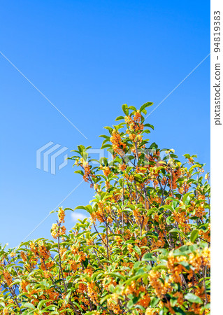 Osmanthus fragrans flower in the blue sky background 94819383