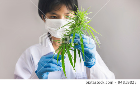 Portrait of scientist checking cannabis plants. Marijuana research, cbd oil, alternative herbal medicine concept 94819825