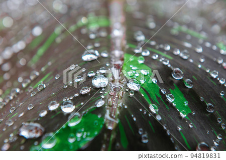 rain drops on leaf in morning light 94819831