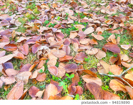 Late autumn to early winter ground Late autumn to early winter ground 94819890