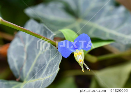 Commelina blooming from the cracks of ivy plants 94820093