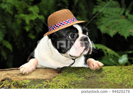 A Boston Terrier Mighty with a straw hat looking cute while riding a log on the Shukudani Falls Promenade, a famous spot in Yuzu no Sato Moroyama Town. A Boston Terrier Mighty with a straw hat looking cute while riding a log on the Shukudani Falls Promenade, a famous spot in Yuzu no Sato Moroyama Town. 94820278