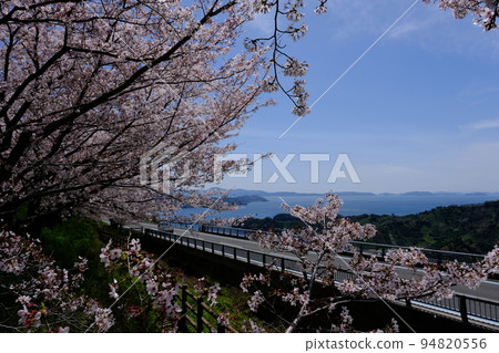Cherry blossoms blooming at Nofuku Pass, Akehama Town, Seiyo City, Ehime Prefecture 94820556